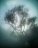 Im Wald, color