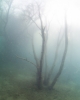 Im Wald, color
