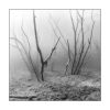 Im Wald, monochrom