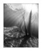 Im Wald, monochrom