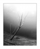 Im Wald, monochrom