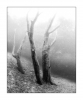 Im Wald, monochrom