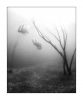 Im Wald, monochrom