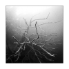 Im Wald, monochrom