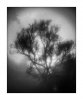 Im Wald, monochrom