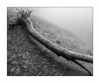 Im Wald, monochrom