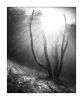 Im Wald, monochrom