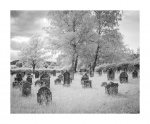 Jüdischer Friedhof - Infrarot