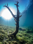 Baum im Gegenlicht