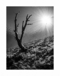 Baum im Gegenlicht