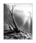 Baum im Gegenlicht