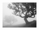 Bäume im Nebel