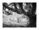 Bäume im Nebel