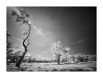 Holmer Sandberge, IR