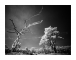 Holmer Sandberge, IR