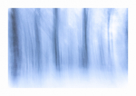 Pfälzer Winterwald