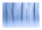 Pfälzer Winterwald