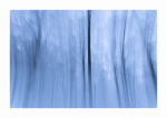 Pfälzer Winterwald