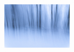 Pfälzer Winterwald