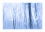 Pfälzer Winterwald