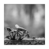 Pilze