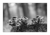 Pilze