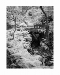 Brücke an Farn