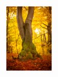 Bunter Herbstwald