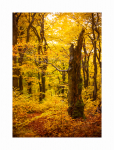 Bunter Herbstwald