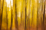 Bunter Herbstwald