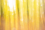 Bunter Herbstwald