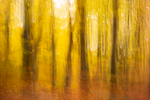 Bunter Herbstwald