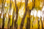 Bunter Herbstwald
