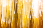 Bunter Herbstwald