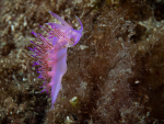 Nacktschnecke