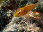 Krk Unterwasser