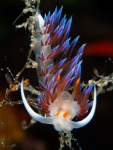 Nacktschnecke