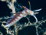 Nacktschnecke