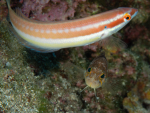 Krk Unterwasser
