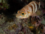 Diving Krk 2022