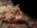 Diving Krk 2022