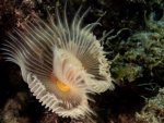 Diving Krk 2022