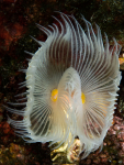 Diving Krk 2022