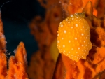 Diving Krk, color