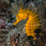 Diving Krk, color
