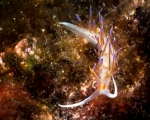 Diving Krk, color