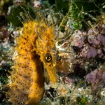 Diving Krk, color