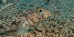Diving Krk, color