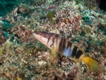 Diving Krk, color