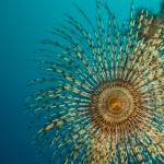 Diving Krk, color
